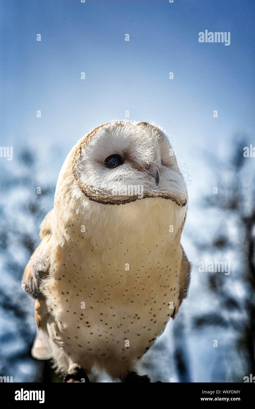 Close-up Of Barn Owl Against Sky Stock Photo