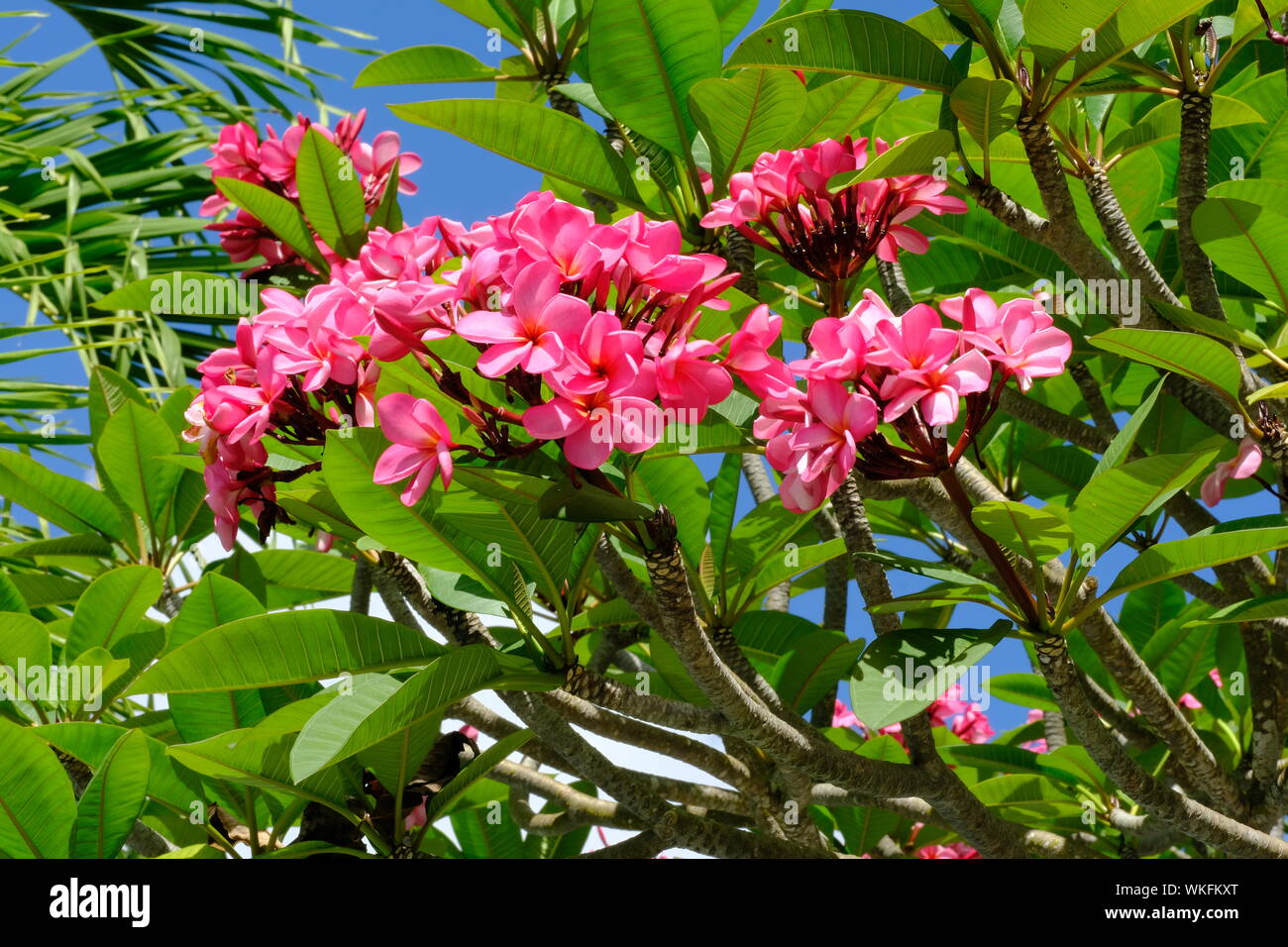Frangipani tree flower hires stock photography and images Alamy