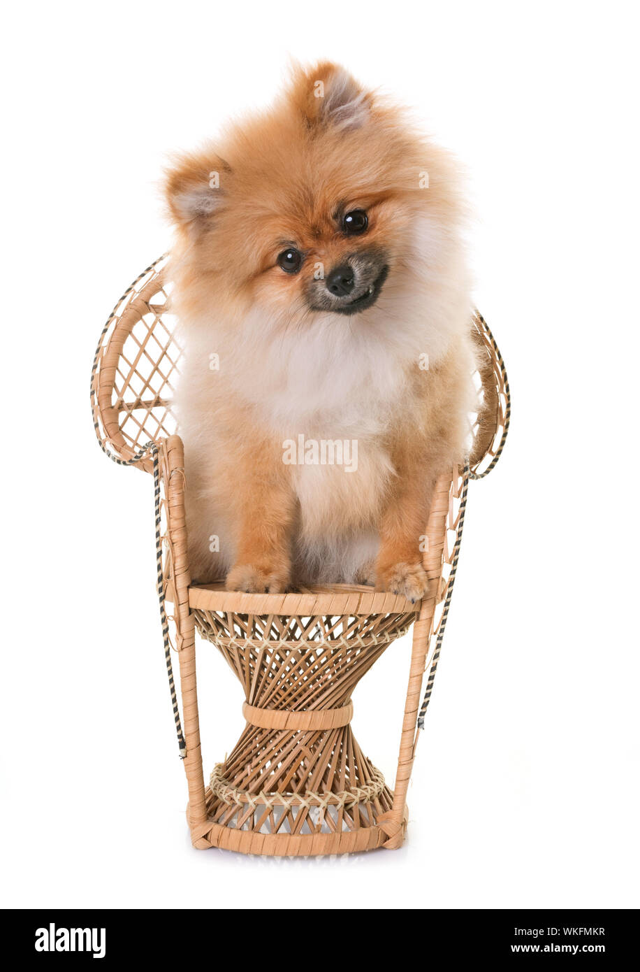 Dog On Wicker Chair Against White Background Stock Photo Alamy