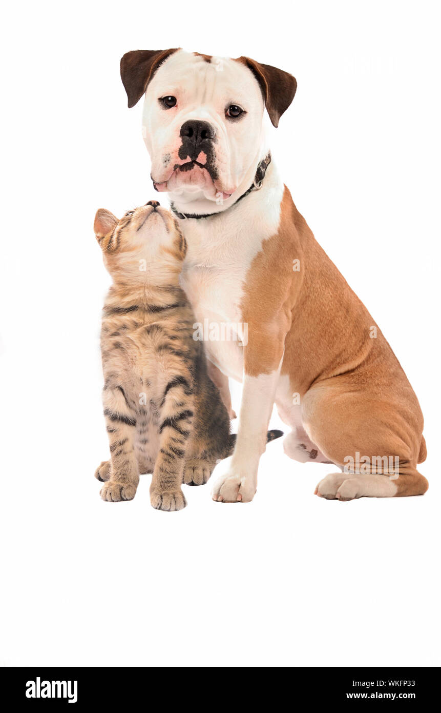 An olde English Bulldog and kitten on a white backgroud. Stock Photo