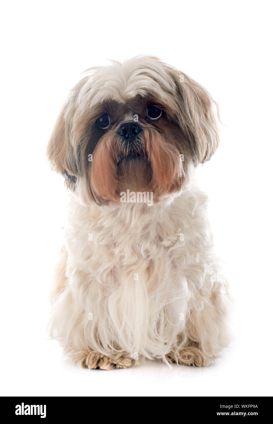 pure shih tzu