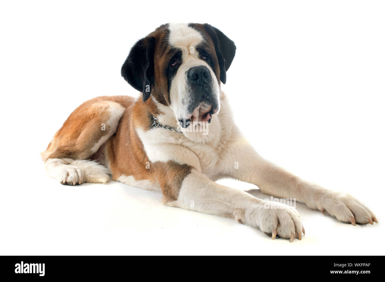 saint bernard in front of white backrgound Stock Photo Alamy