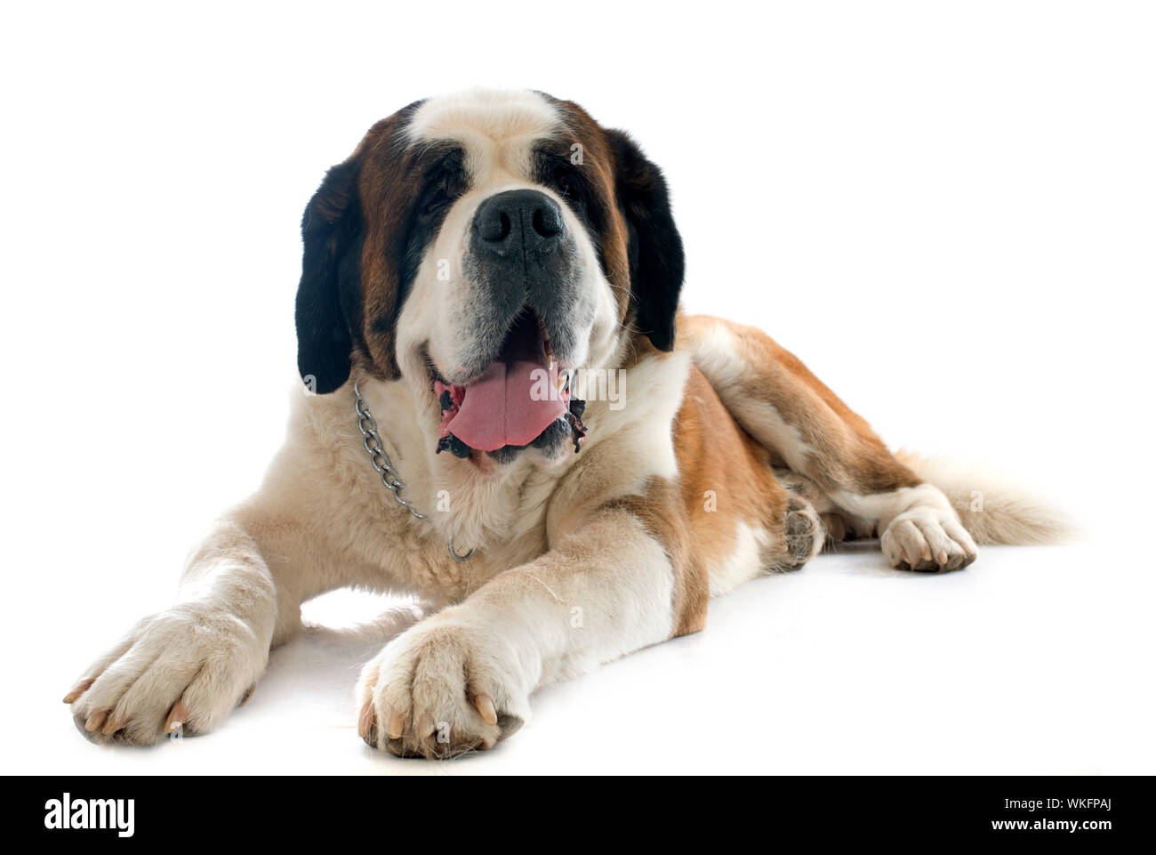 saint bernard in front of white backrgound Stock Photo Alamy