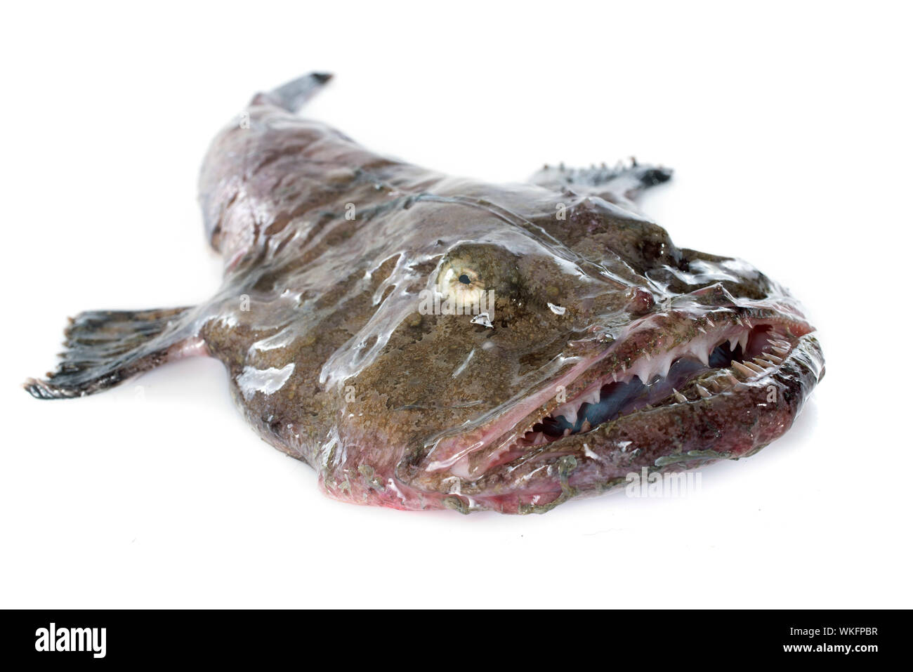 picture of monkfish in front of white background Stock Photo