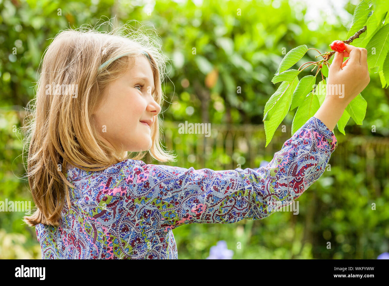 girl and cherry tree with summer sun in background Stock Photo - Alamy