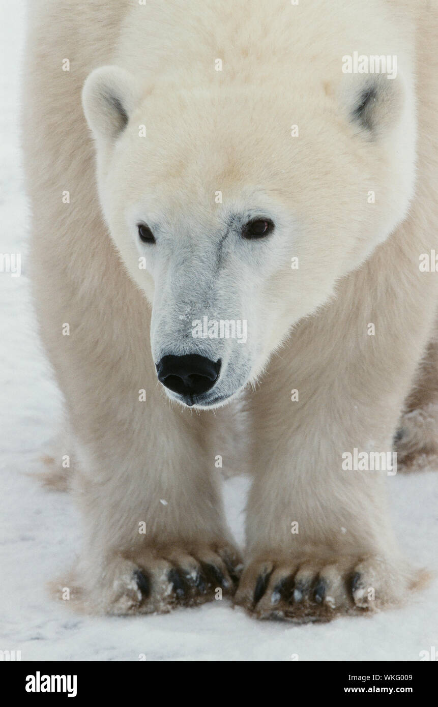 bearbarians polar bear close up bearbarians polar bear close up