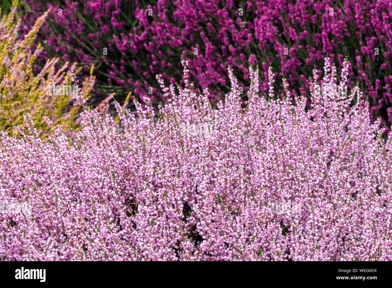 Pink Red Calluna vulgaris 'Jimmy Dyce'Common heather, colorful garden cultivars, color contrast, and combination plants Stock Photo