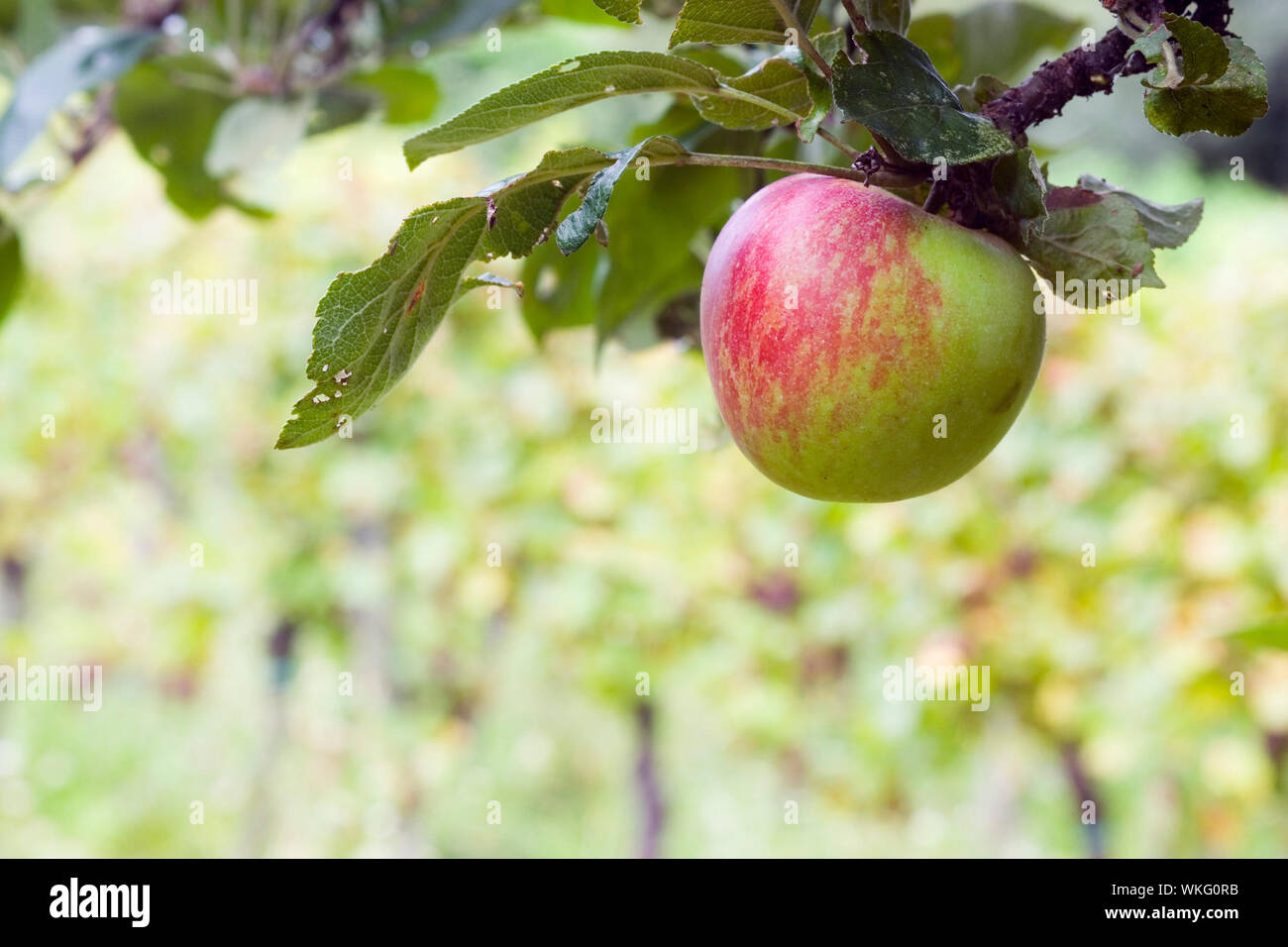 Red and green apple hanging from a tree branch in an apple orchard ...