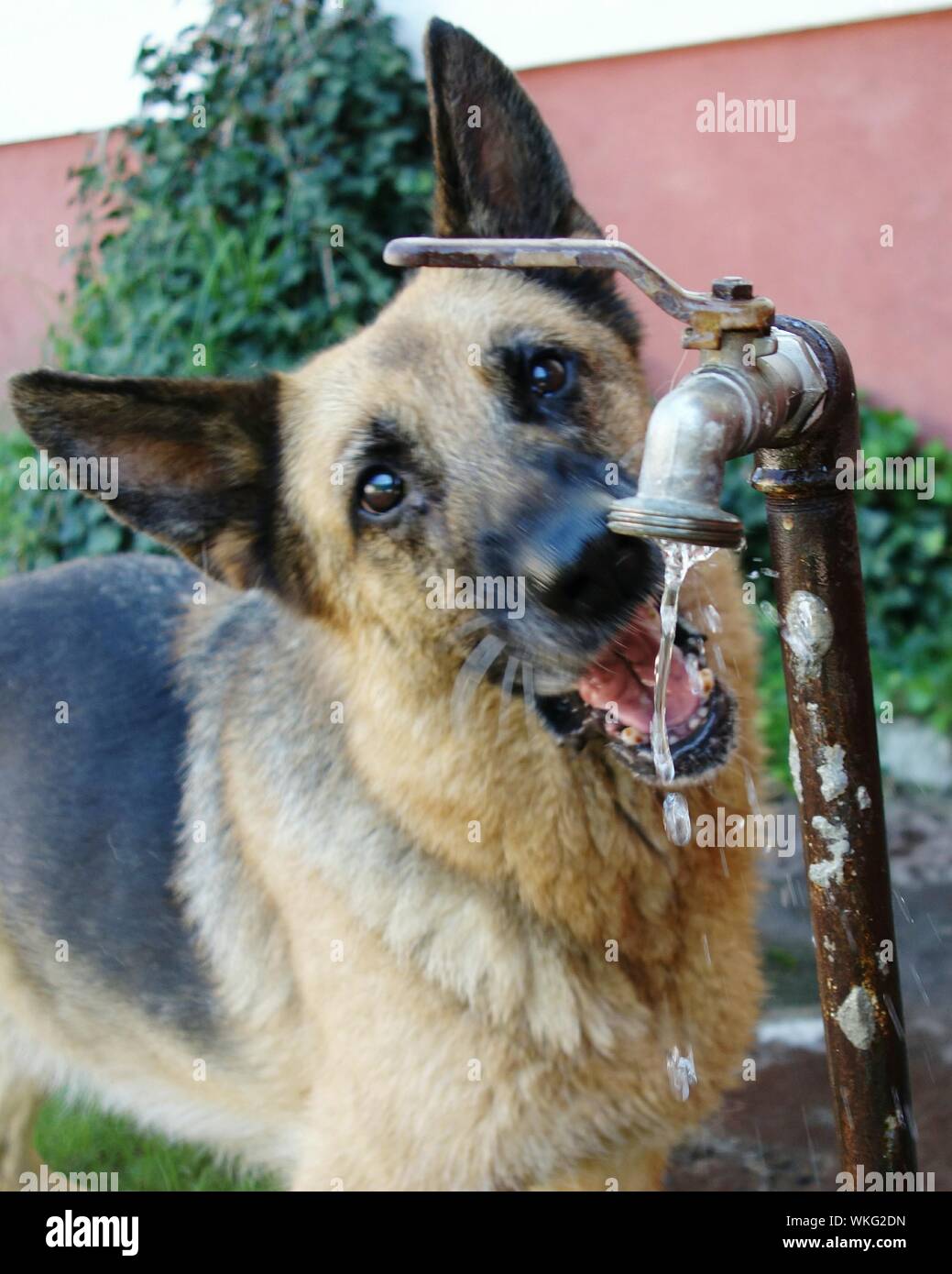 Portrait Of German Shepherd Dog Drinking Water Running From Faucet