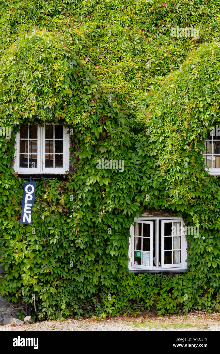 Ivy covered cottage Llanrwst Conwy Wales Stock Photo