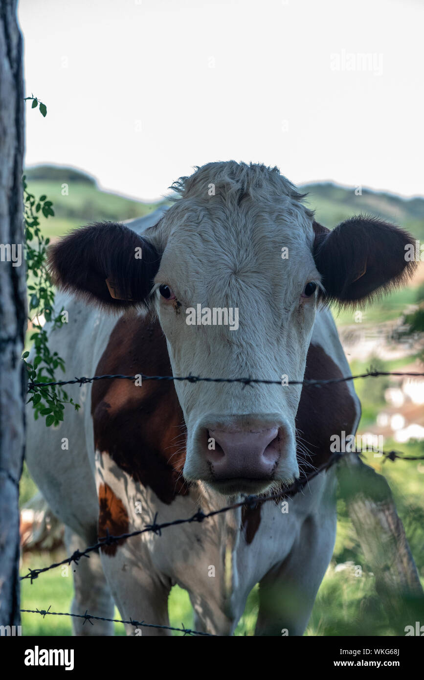 Cow in field, St Genis l'Argentière Stock Photo