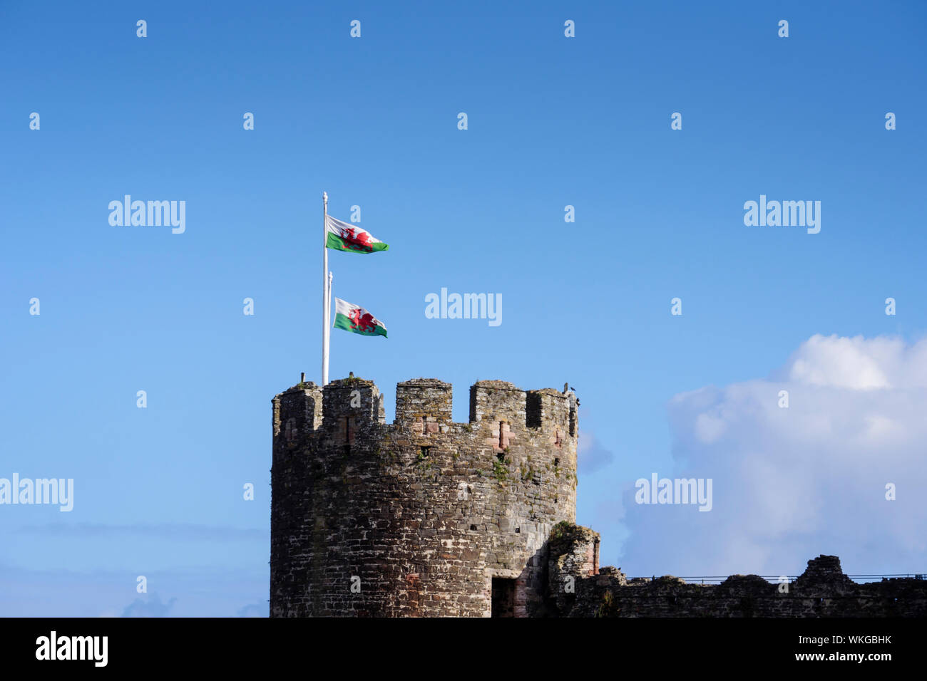 Welsh National Flags flying in Conwy Wales Stock Photo