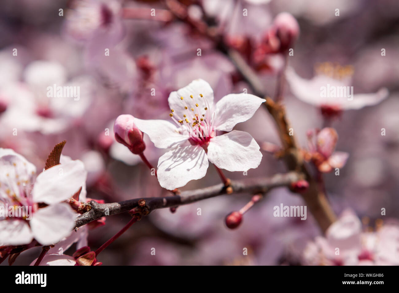 Delicate cherry blossom cluster hi-res stock photography and images - Alamy