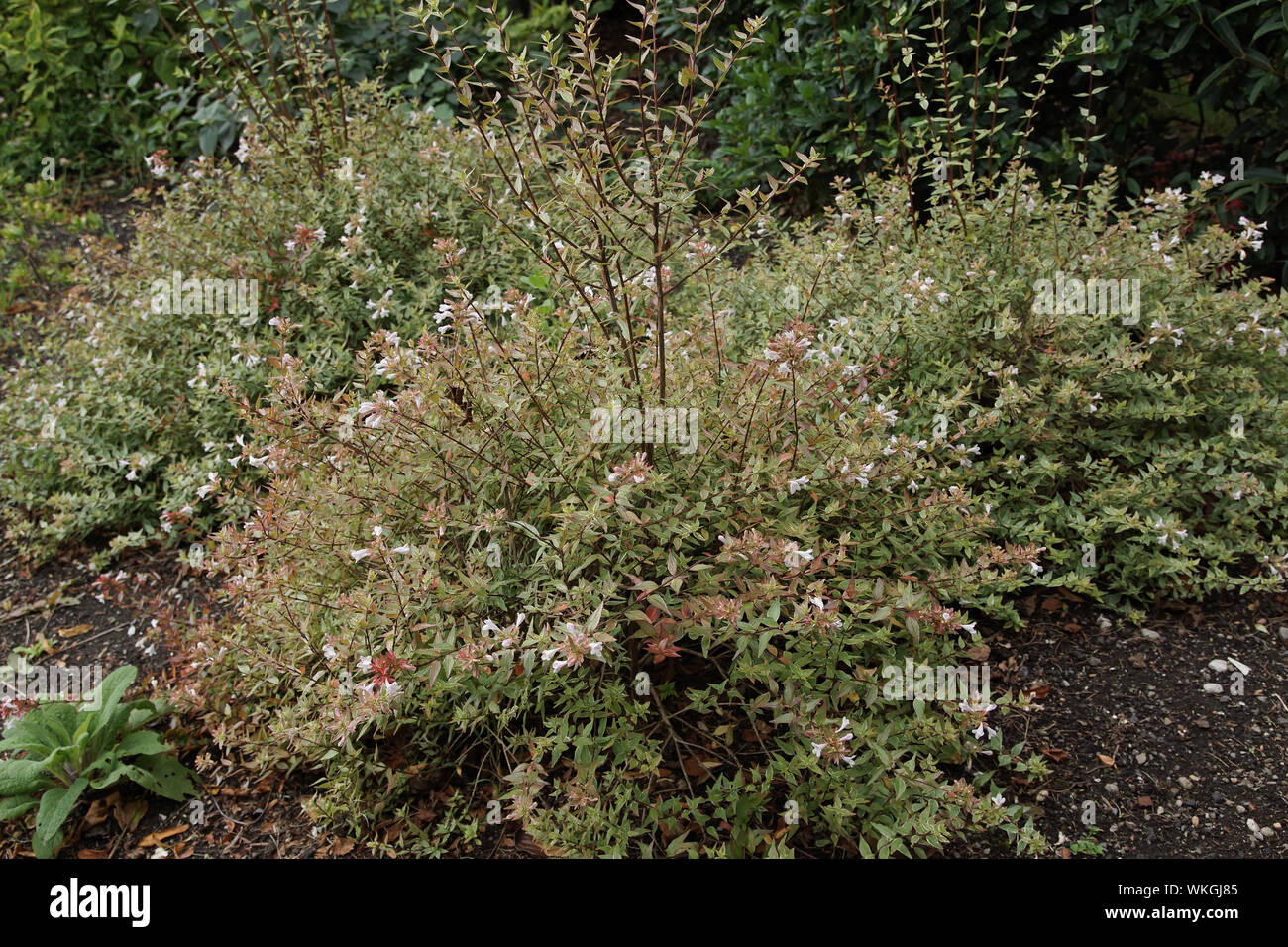 Linnaea x grandiflora 'Lucky Lots' Stock Photo