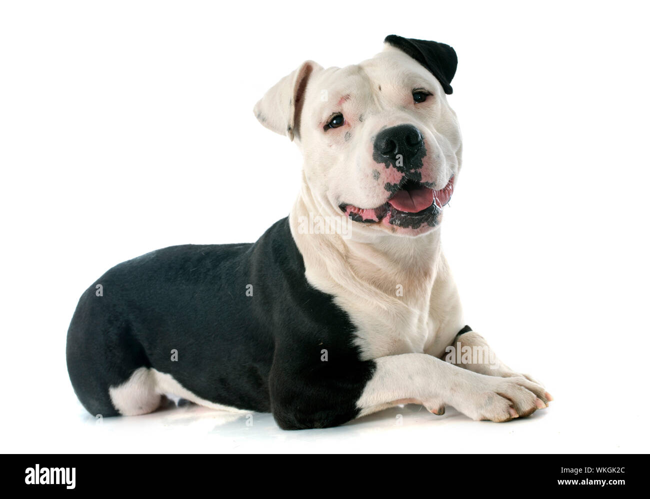 Purebred amstaff deals