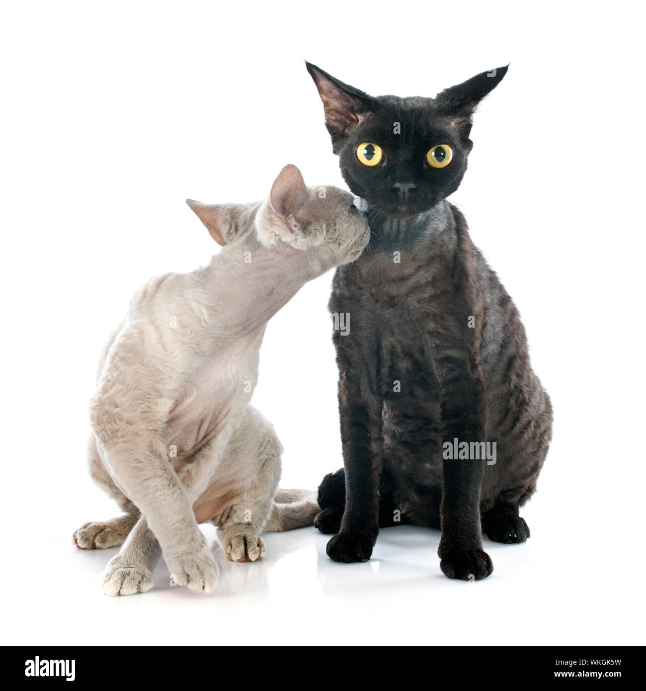 two devon rex cat in front of white background Stock Photo
