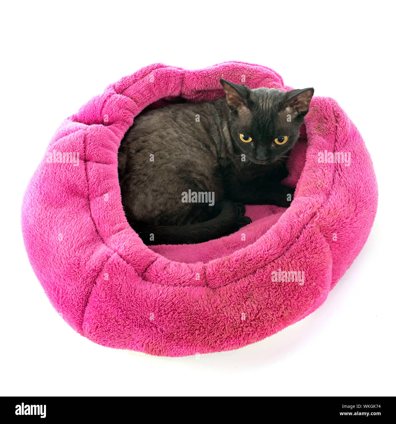 devon rex cat in front of white background Stock Photo