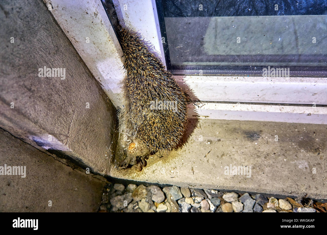 Dead hedgehog caught in a basement window. Stock Photo