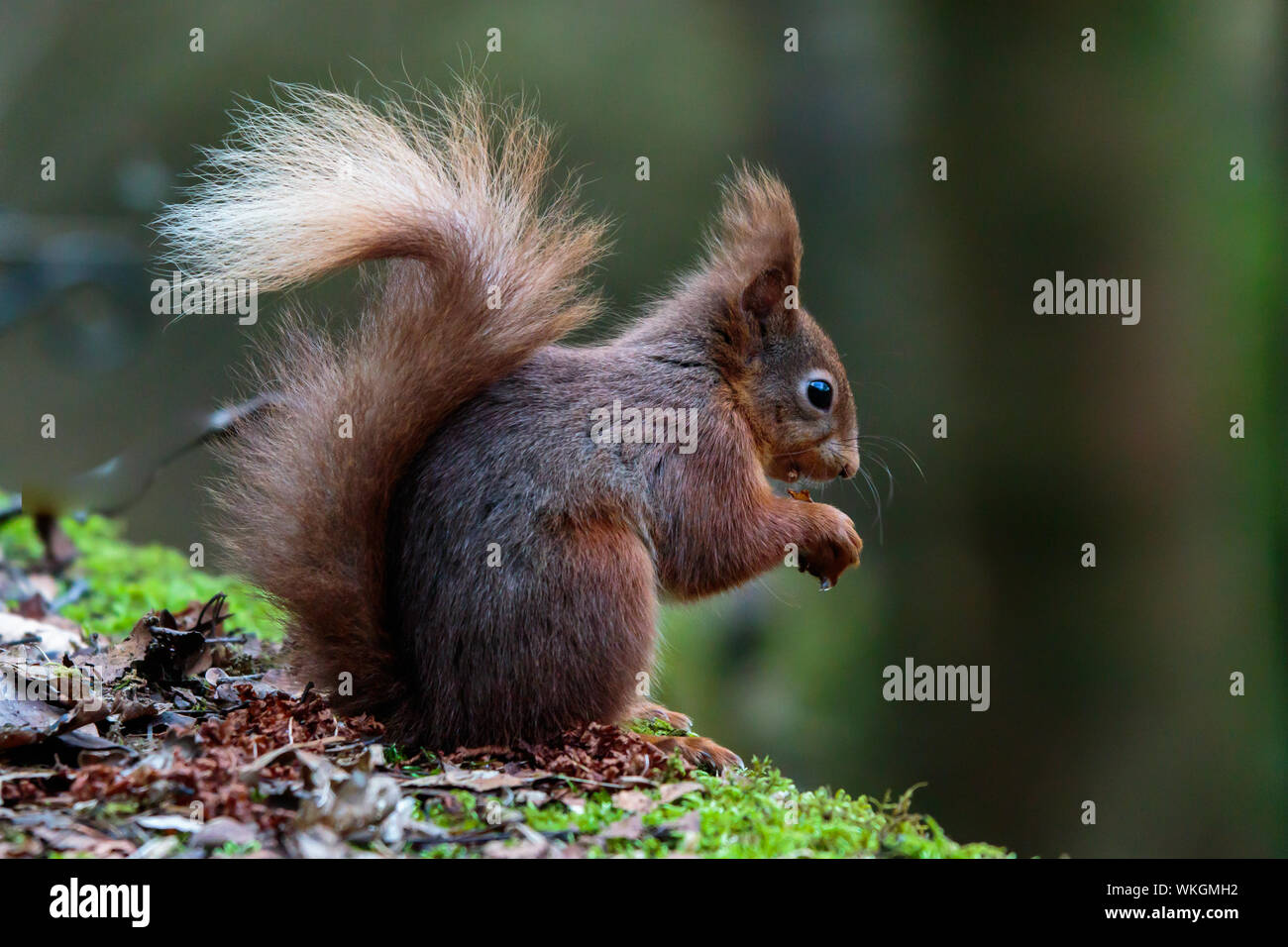 Red Squirrel Eating Stock Photo Alamy Red Squirrel Eating Stock Photo Alamy