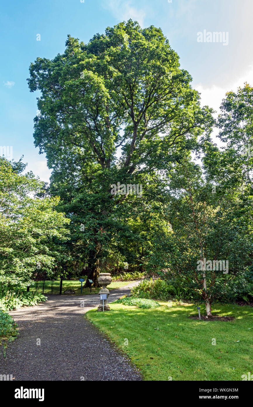Sesille Oak in Dawyck Botanic Garden Stobo near Peebles Scottish Borders Scotland UK Stock Photo