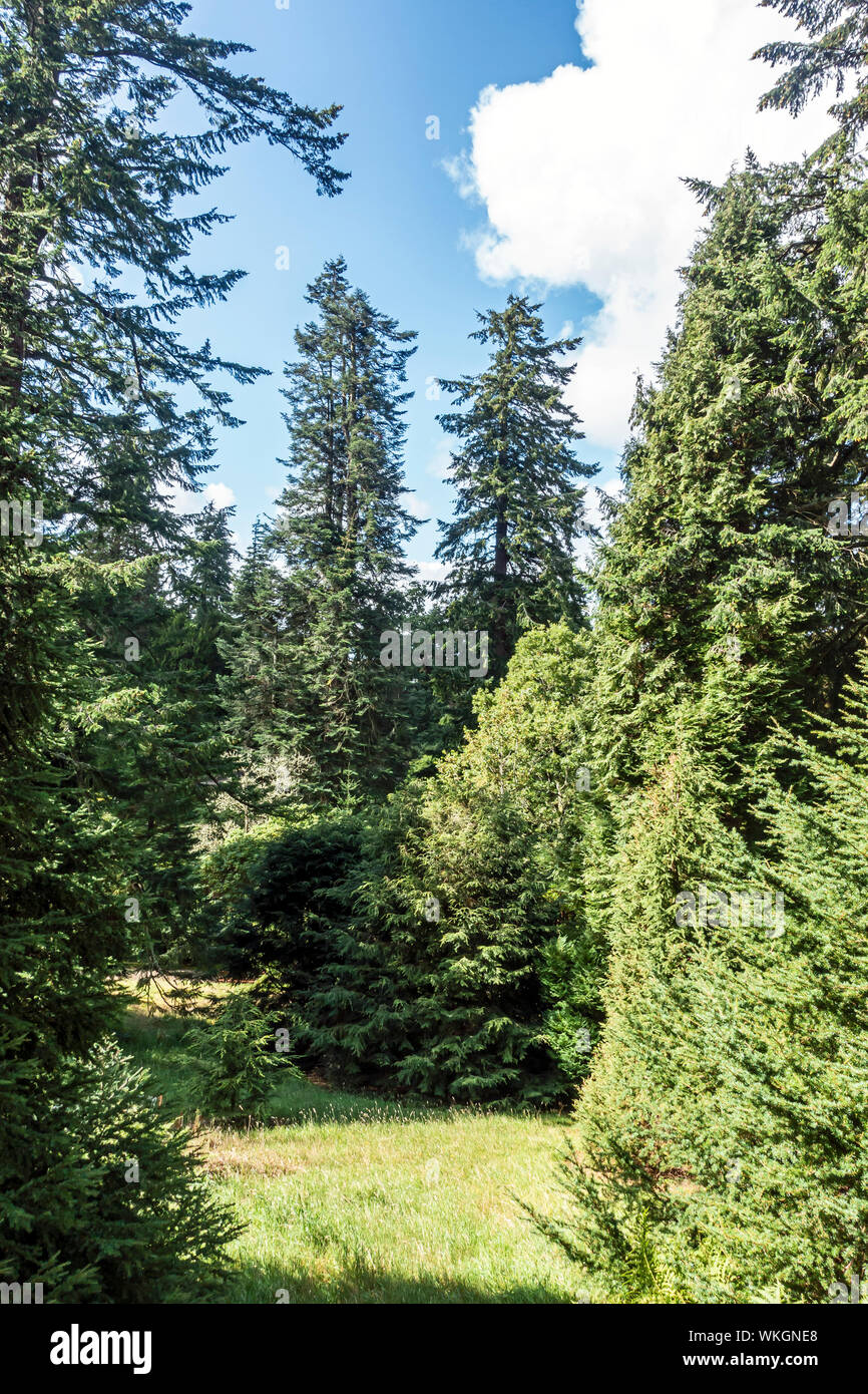 Douglas Fir  Twinned peaks at Dawyck Botanic Garden Stobo near Peebles Scottish Borders Scotland UK Stock Photo