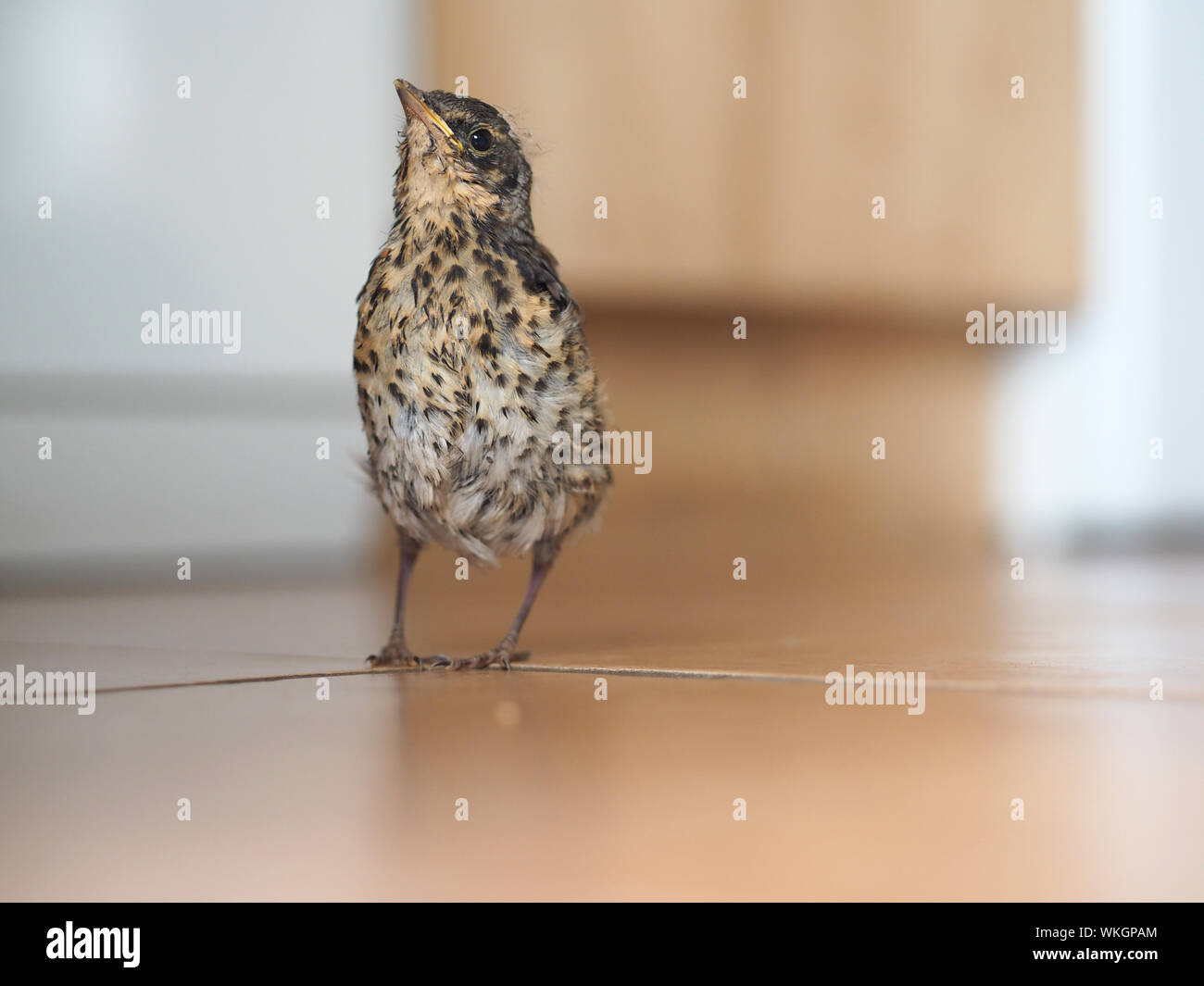 Close-up Of Young Bird Perching On Tiled Floor Stock Photo