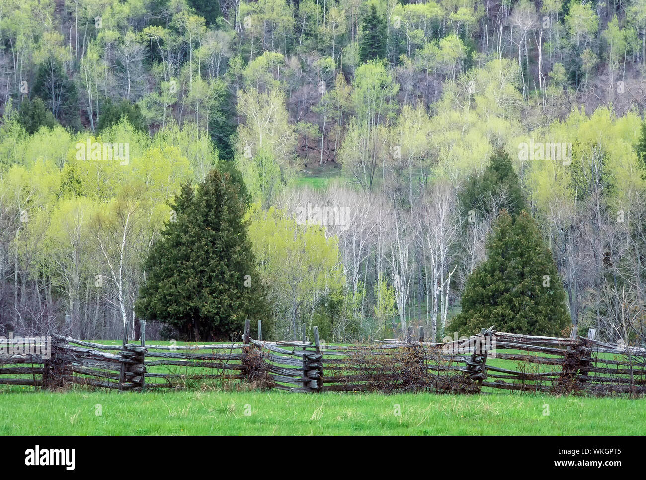 Cedar split-rail fence at edge of farm field, Manitoulin Island, Ontario, Canada Stock Photo