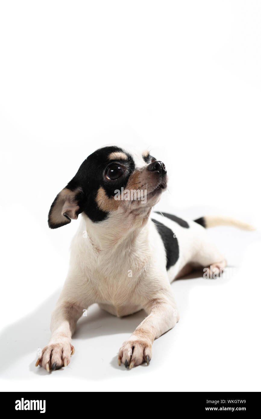 The cute puppy, cute dog on white background Stock Photo