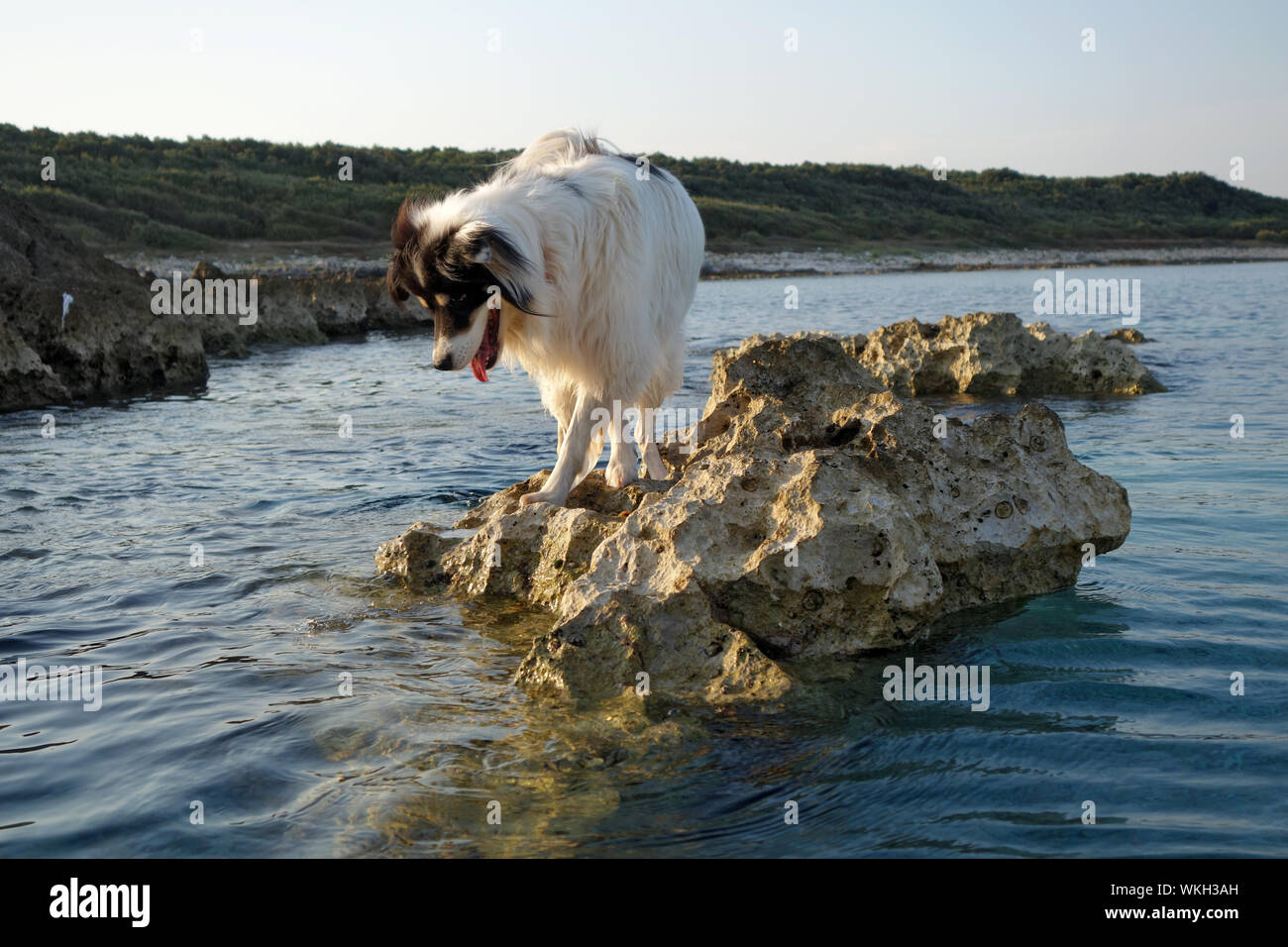 IM MEER SCHWIMMENDER HUND . DOG SWIMMING IN THE SEA Stock Photo
