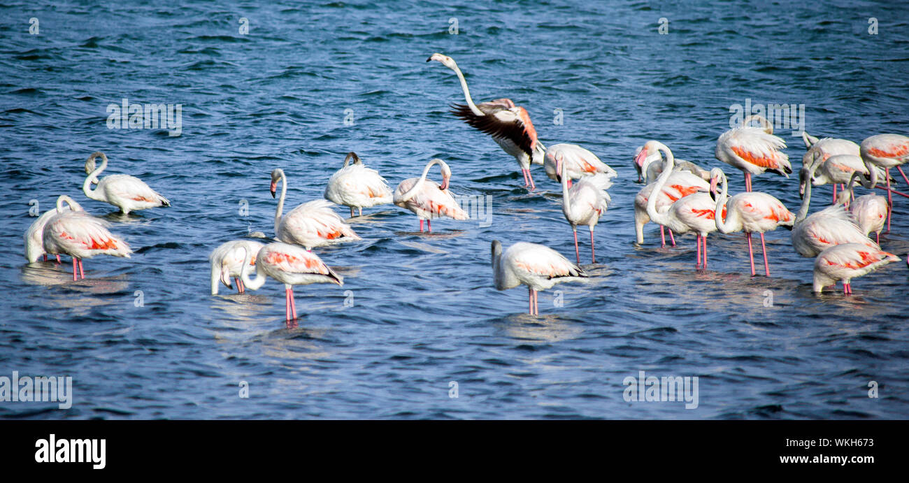 Group of Greater Flamingos in shallow water. Phoenicopterus ruber