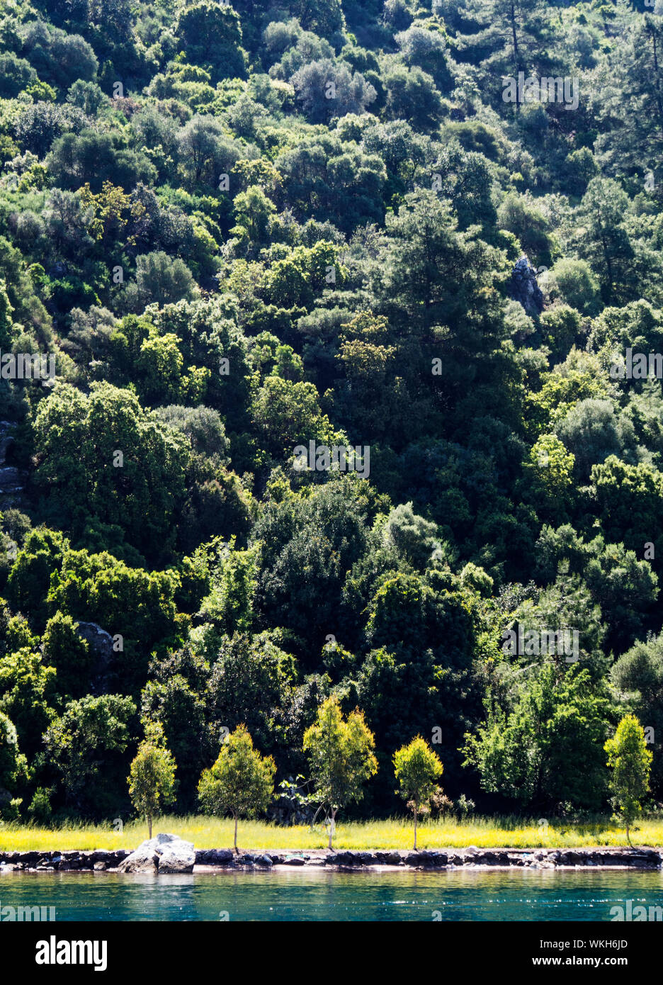 Trees in water hi-res stock photography and images - Alamy