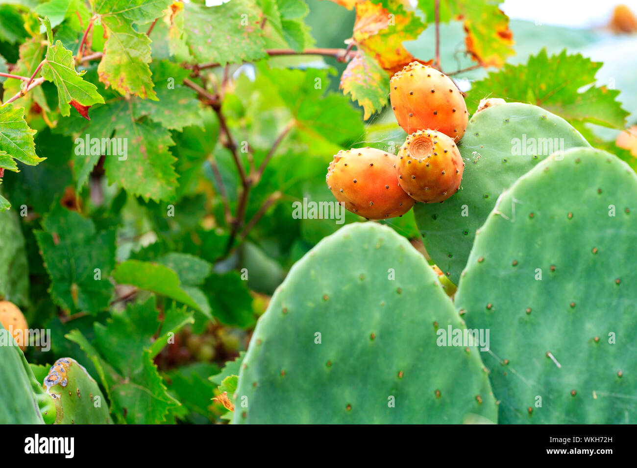 Fresh orange-colored ripe fruits of a sweet cactus on a branch against the  background of juicy spiny green branches Stock Photo - Alamy