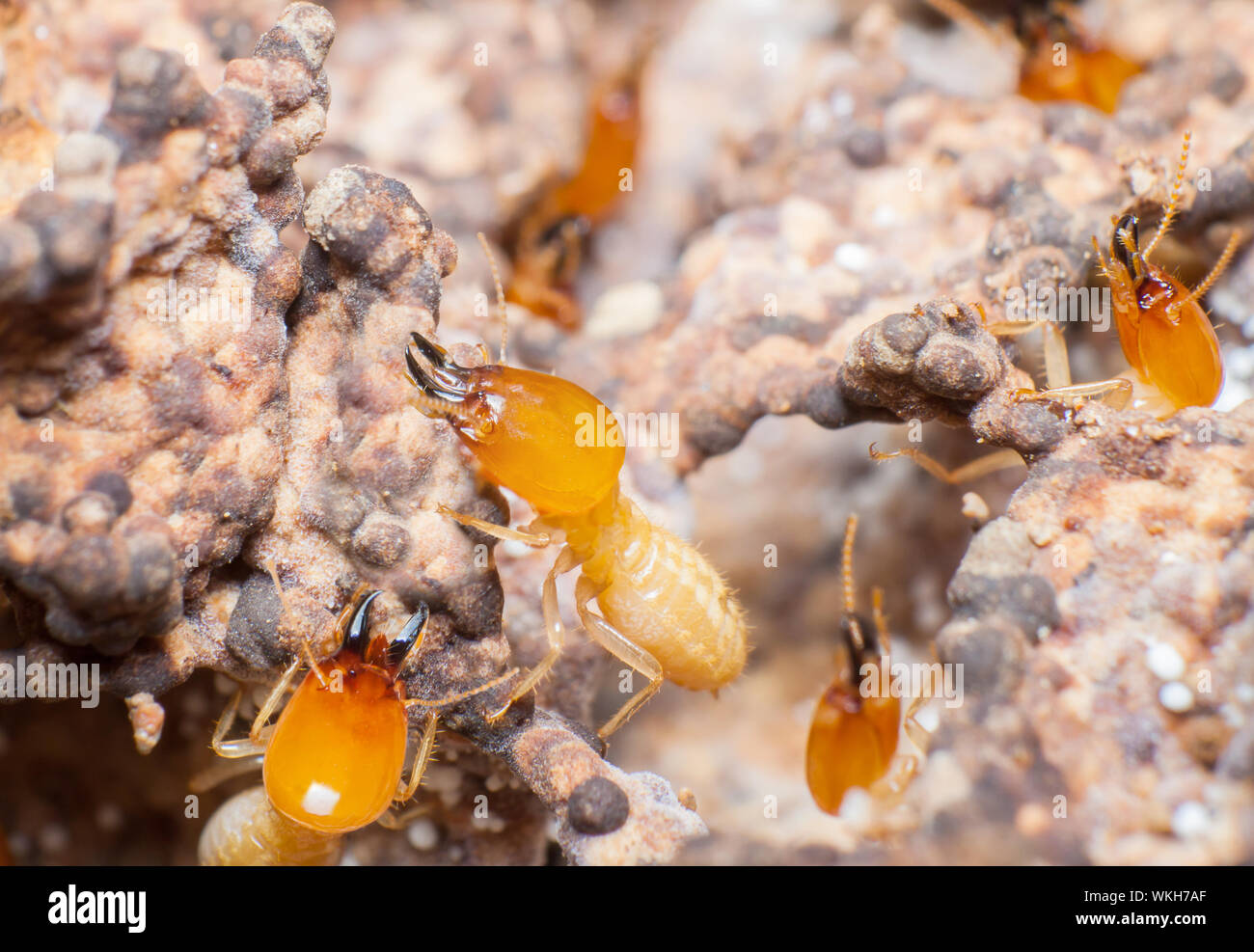 Close Up Of Termites Stock Photo