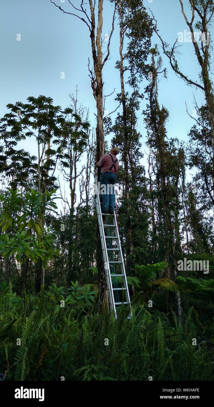 Ladder in the forest hires stock photography and images Alamy