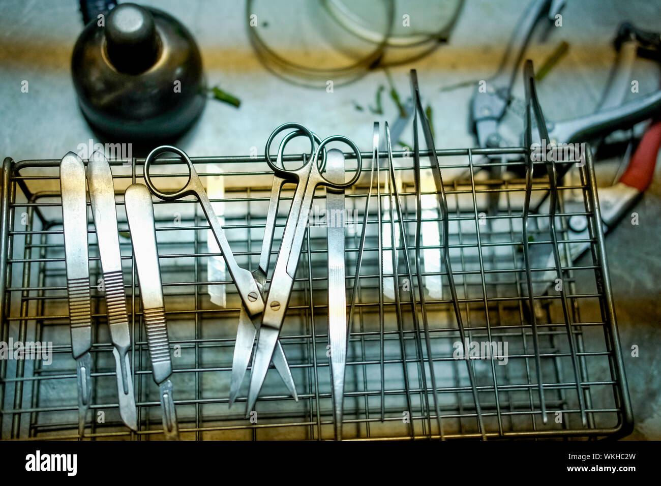 plier knife scissor for plant tissue culture in laboratory Stock Photo