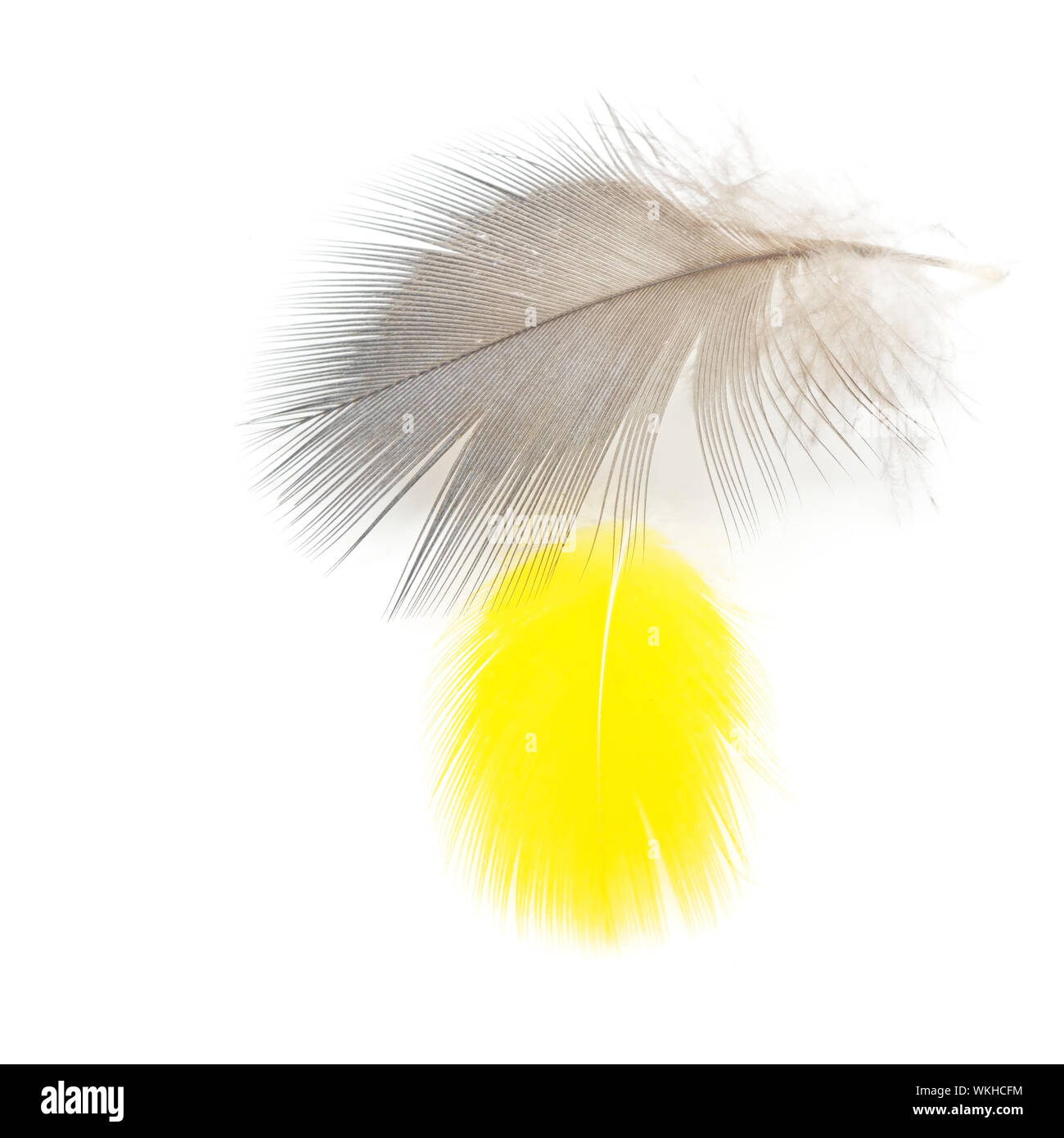 Bird feathers, isolated on a white background Stock Photo - Alamy