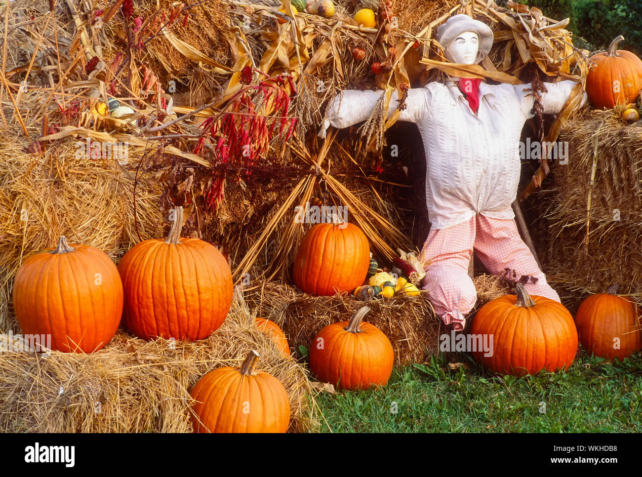Pumpkins and scarecrow, autumn display, Manitoulin Island, Ontario, Canada Stock Photo