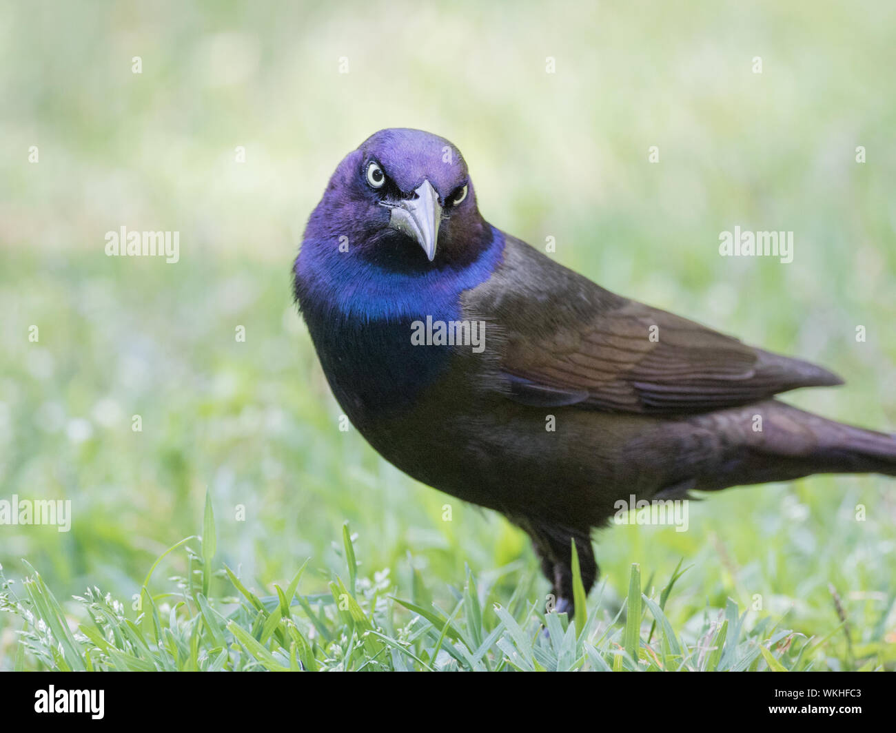 Stern look from a common grackle, Quiscalus quiscula. Stock Photo