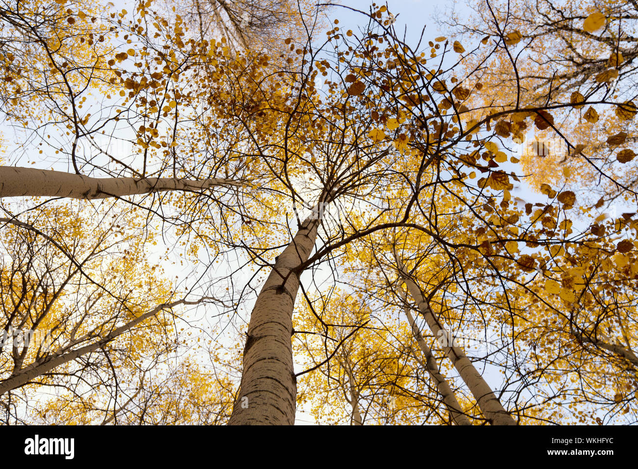 Autumn trees pattern Early autumn in Siberia. Aspen Stock Photo - Alamy