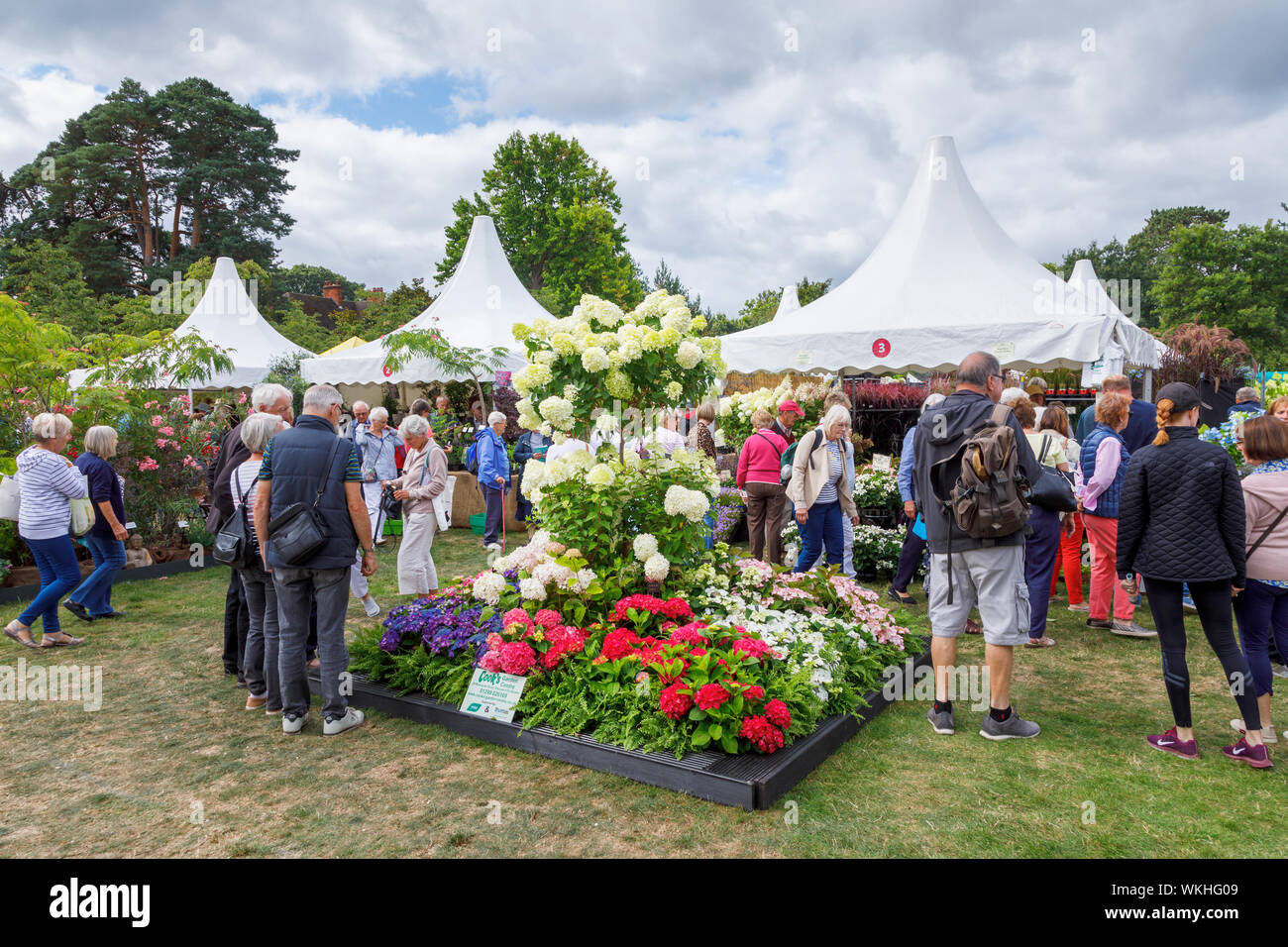 Display of flowers with hyderangea 'Limelight' at the September 2019