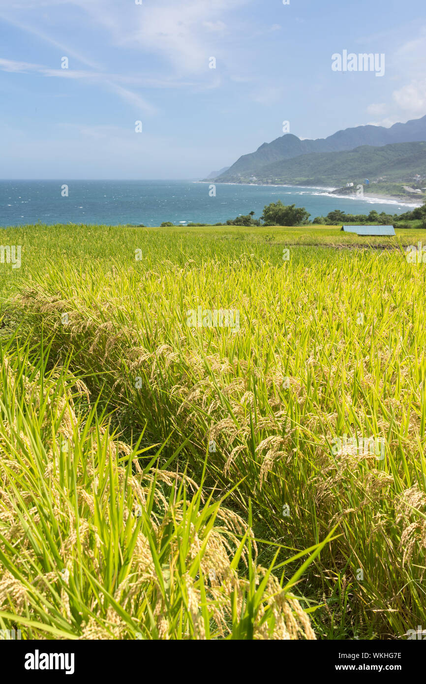 Food hualien county taiwan hi-res stock photography and images - Alamy