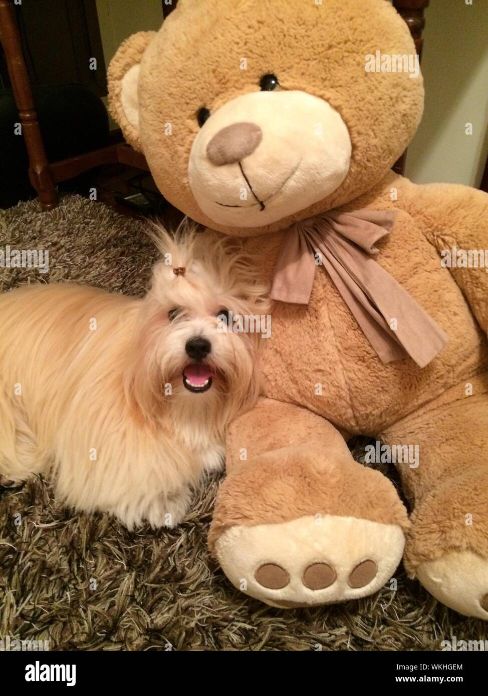 Are Teddy Bear Dogs Hyper