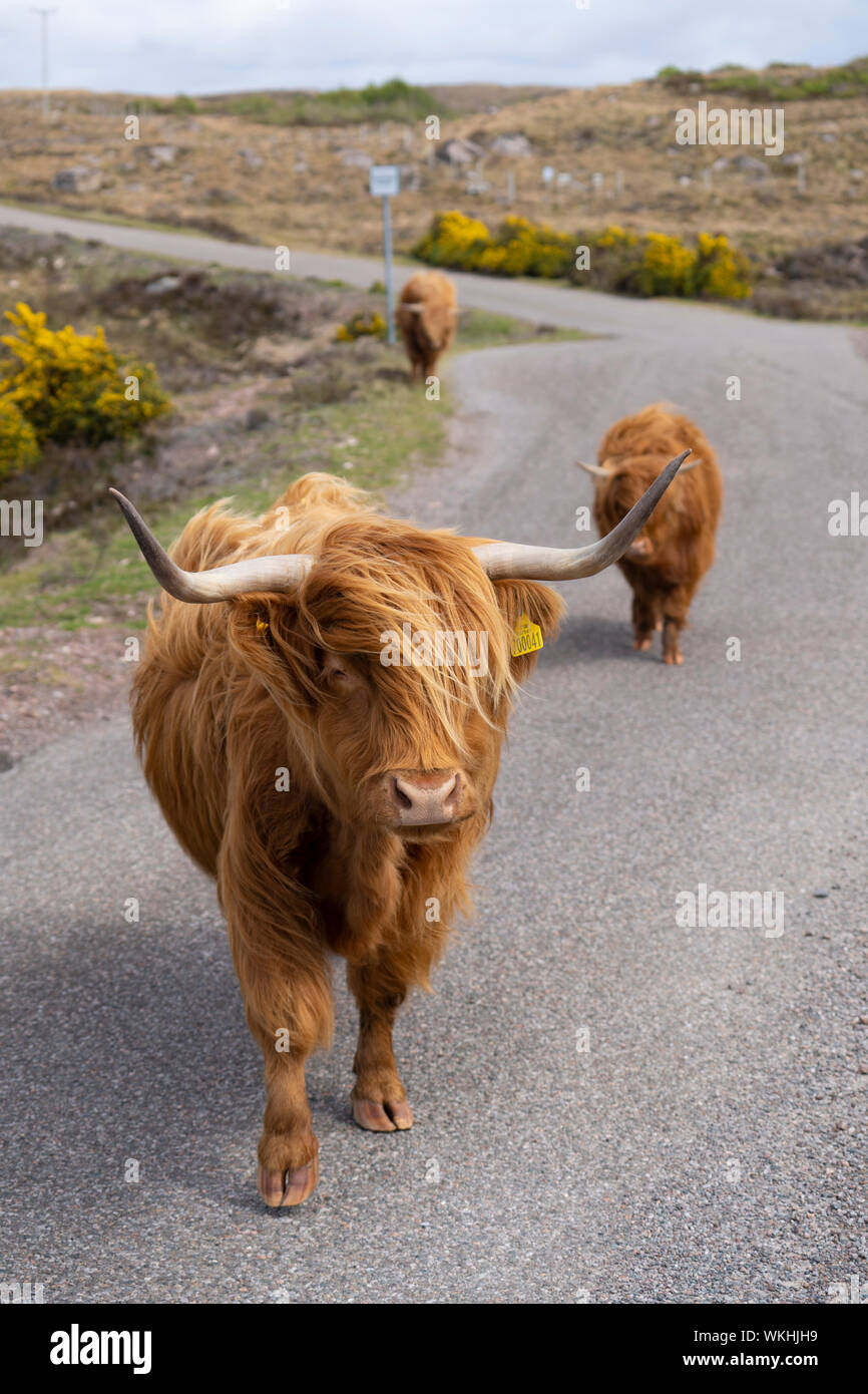 Highland cattle on road on the Applecross peninsula on the North Coast 500 tourist motoring route in northern Scotland, UK Stock Photo