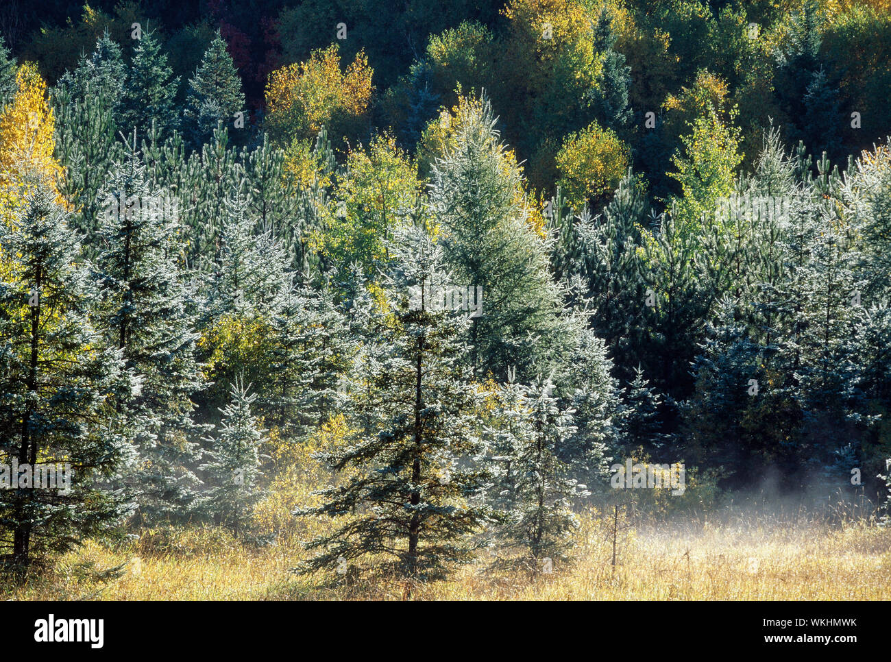 Morning frost on trees, Sudbury, Ontario, Canada Stock Photo