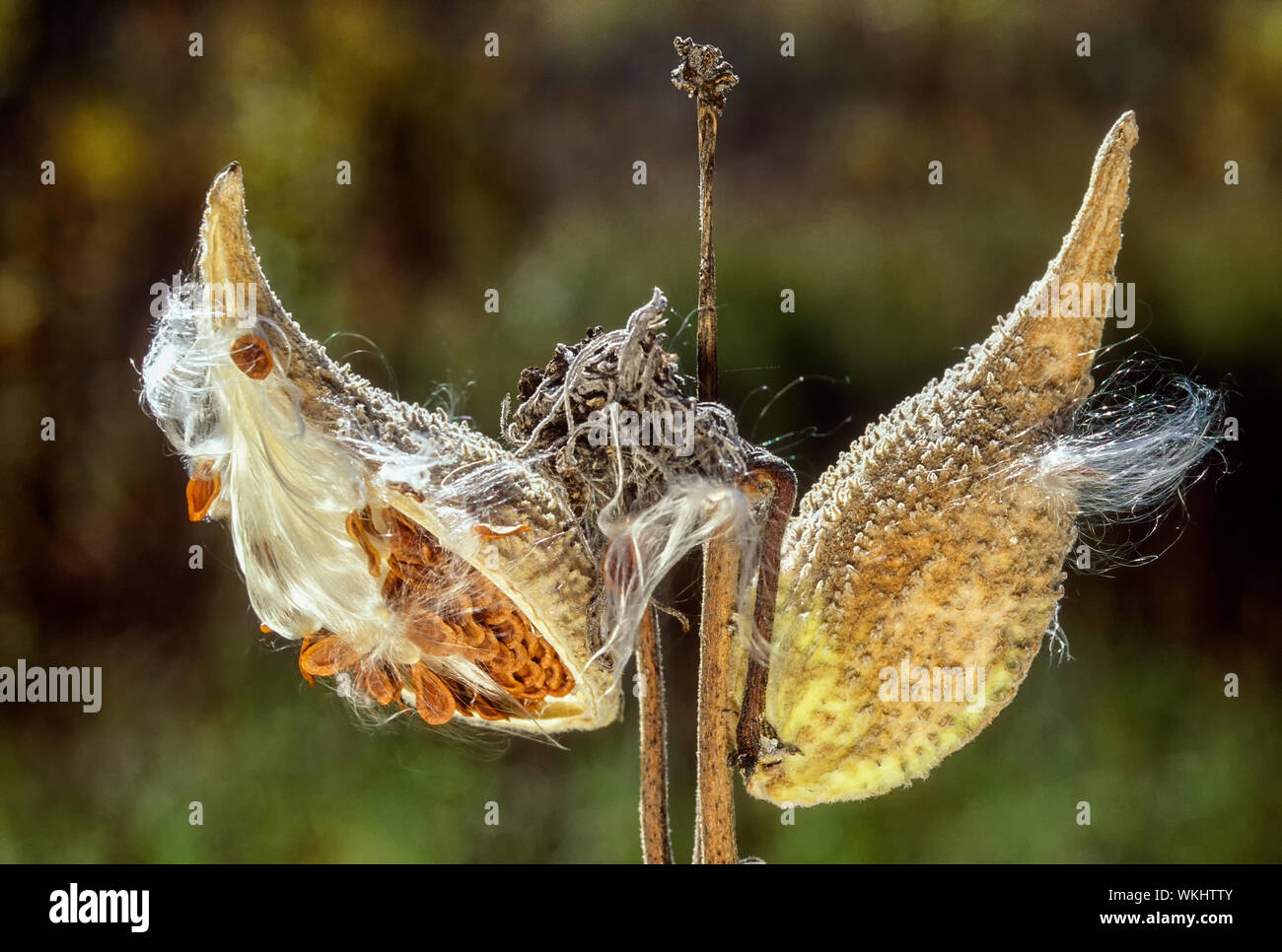 Milkweed seed pods, near Parry Sound, Ontario, Canada Stock Photo
