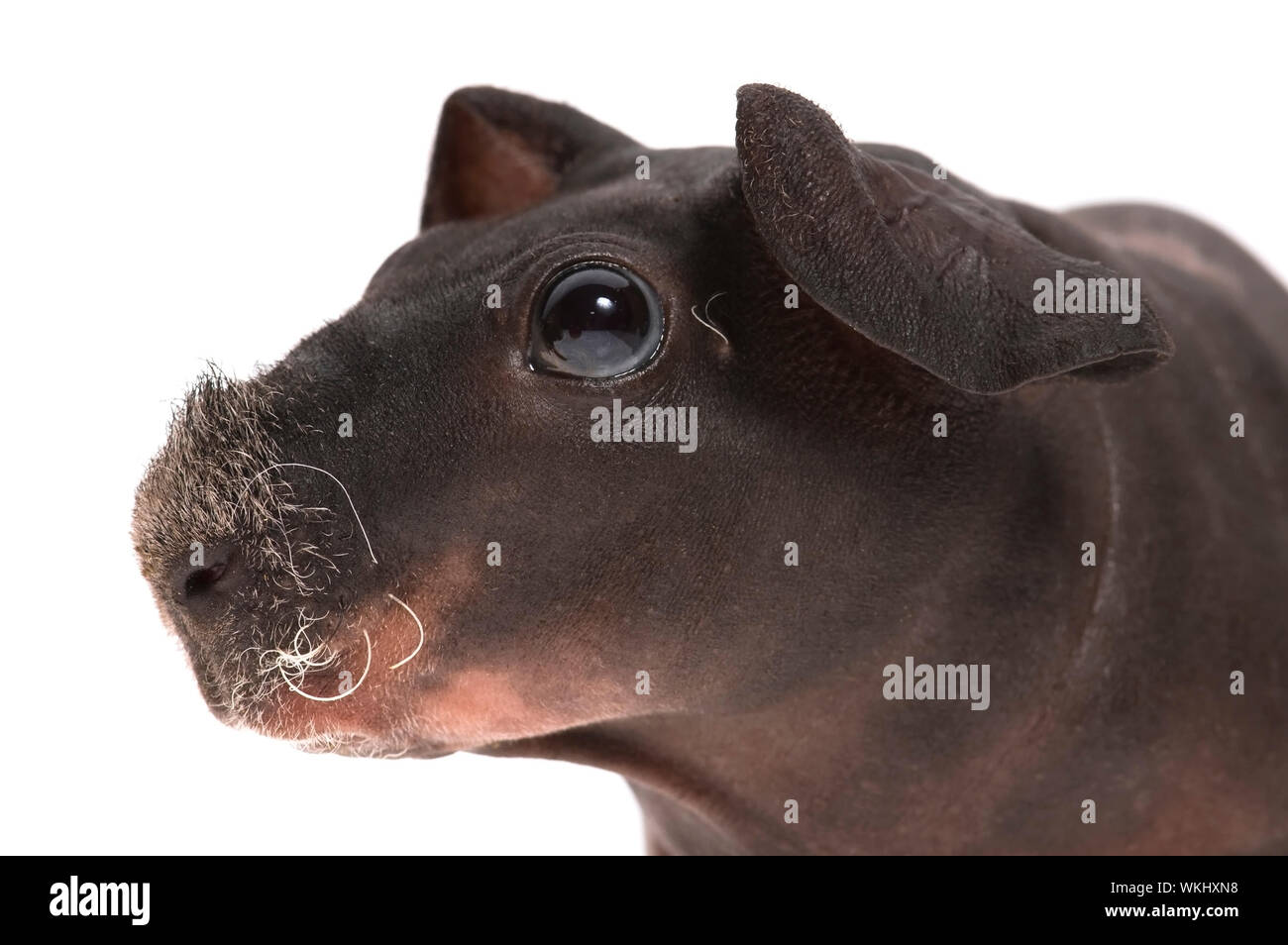 skinny guinea pig on white background Stock Photo