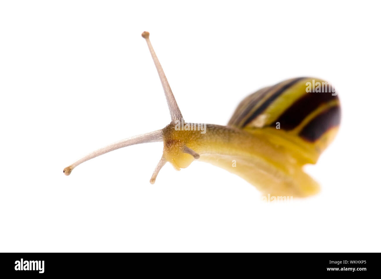 Edible snail on the white background Stock Photo