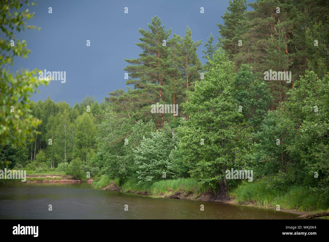 Forest on the bank of river before storm Stock Photo - Alamy