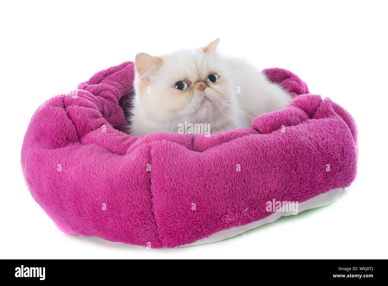 Exotic Shorthair Cat In Front Of White Background Stock Photo