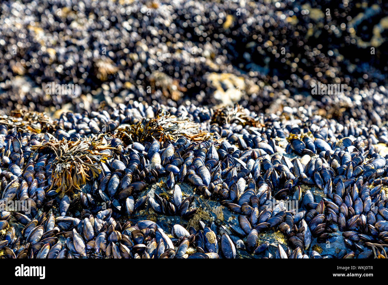 Blue Mussels shells clinging onto rocks on a beach, Bedruthan Steps, Cornwall, UK Stock Photo